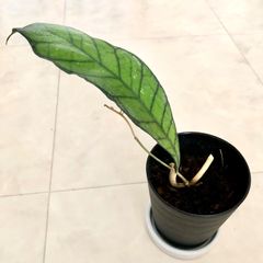 ホヤ カリマンタン　Hoya kalimantan 葉直径約20cm