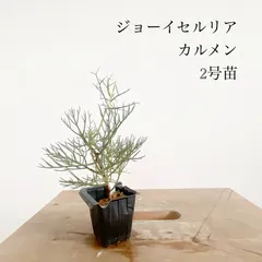 【直接取引】グレビリア・バンクシー　オージープランツ 楽天市場】オージー プランツ（花・ガーデン・DIY）の通販