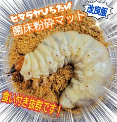 クワガタ幼虫が大きくなる！ヒマラヤひらたけ菌床粉砕マット【5リットル】瓶に詰めるだけ