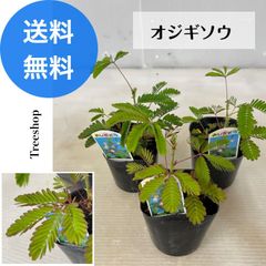 オジギソウ 3本セット【送料無料】 おじぎ草 9cmポット苗 高さ0.15ｍ 幅0.15ｍ 花 苗 花壇 ガーデニング 鉢植え