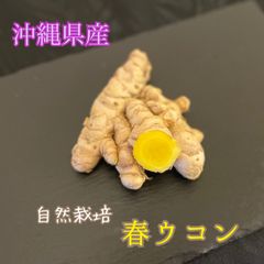 愛用 沖縄県産 自然栽培 生紫ウコン5kg 無くなり次第終了 野菜