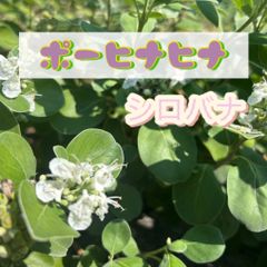ブリガミア インシグニス 『アルラ/ハワイアンパーム』〈レア・稀少〉【現品限り】 ブリガミア インシグニス 『アルラ/ハワイアンパーム』〈レア