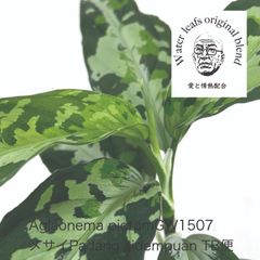 アグラオネマピクタム GW1507  メサイア　 TB便
