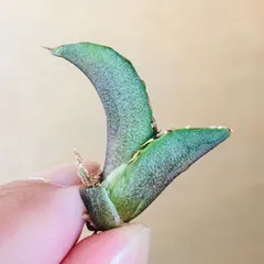 H*p様 オアハカオテロイ 胴切り天 コヨーテ アガベ オアハカ