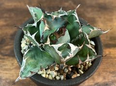 Agave Titanota Black&Blue/アガベ チタノタ ブラック&ブルー USA株 発根済み 送料込み