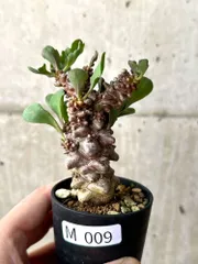 2024年最新】オトンナ ヘレーの人気アイテム - メルカリ 