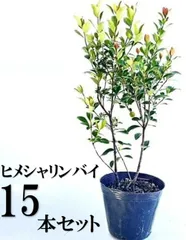 【15本セット】ヒメシャリンバイ樹高0.4m前後15cmポット