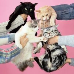 きのこ帝国 猫とアレルギー　レコード　新品未使用