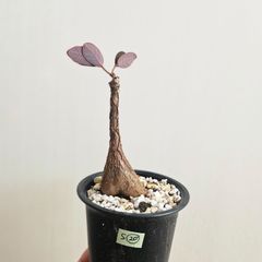 S⑳〚フィランサス・ミラビリス〛Phyllanthus Mirabilis 塊根植物 コーデックス ポット発送