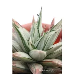 幻の塔 ハオルチア 2寸ポット ススキノ科 白斑 多肉植物