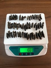 工場直売関西産A級品 乾燥なまこSSS 100g50匹 (計量時100g53本)