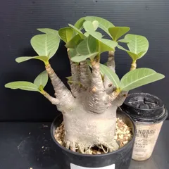 【激レア/極美/超極太/ドワーフ/塊根植物】アデニウム アラビカム BT ④ レア/超極太/ドワーフ/塊根】アデニウム アラビカム BT スモール