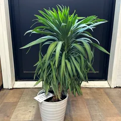 現品】多頭 ユッカ・デスメティアーナ 9号 4F番 現品】多頭 ユッカ