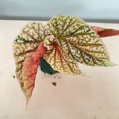 ベゴニア　スノーキャップド　斑入り　Begonia Snow capped variegated