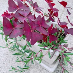多肉植物/ルビーネックレス＆オキザリス(紫の舞)・アーモンドネックレス（～50g以内：毎週月曜日発送：７月20日の週は祝日の為、７月27日発送へ回します）
