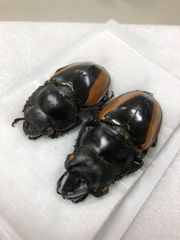 昆虫標本★ミャンマー産クベラツヤクワガタ♂56ミリペア