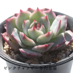 お纏め　多肉植物　❁︎ピンクチップス錦　未発根 2025年最新】ピンクチップス 多肉の人気アイテム - メルカリ