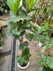 フィカス・バンビーノ　８号　カシワバゴム　ゴムの木 　観葉植物　インテリア　グリーン　インドア　屋内　リビング　オフィス　ショップ　オシャレ