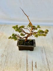 真柏　盆栽　しんぱく