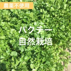 パクチー　自然栽培　農薬不使用　香菜　コリアンダー　ナリーパクチー　コンパクト