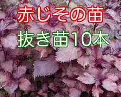 薬草🌿赤紫蘇の苗★幼苗★抜き苗10本程★自然農法のサムネイル
