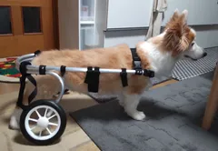 【2023年最新】犬用車椅子の人気アイテム - メルカリ
