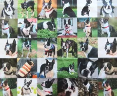 【ゆきちゃん限定】X694　ボストンテリア　犬　パネル柄　生地　布　1m