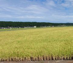 新潟米 ゆきの精 玄米20kg 令和7年産 生産農家直送 - メルカリ