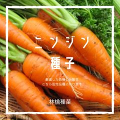 T12　家庭菜園でおすすめ品種　にんじん・人参　固定種　野菜の種