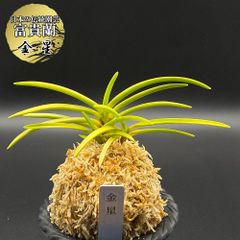 富貴蘭 風蘭 蘭 金星 キンボシ 3本立 【現品】 2486-3 フウキラン フウラン 送料無料