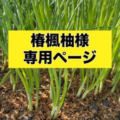 椿楓柚様専用ページ‼️玉ねぎ苗‼️