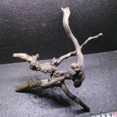 枝流木　リベラ　ウッドルーツＳ　1点物　No.126　天然　デルフィス　アク抜き済み　レイアウト　アクアリウム　RIVERA