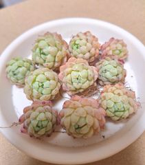 ☆ヘイル　雹(ひょう)☆カット10苗セット♪多肉植物
