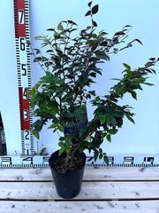 強健大玉ジャボチカバ苗 ５号