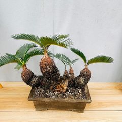 ［現品］【珍しい】10番　奄美姫ソテツ　盆栽造り　約7号　蘇轍　観葉植物　陶器鉢 QGkgEWebLqbaF6zeLJF3CU.jpg@jpg