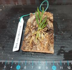 デンドロビューム ククメリナム Den. cucumerinum