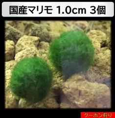 2026年最新】まりもの人気アイテム - メルカリ