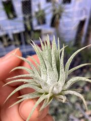 【ネコポス】チランジア イオナンタ ブラボー Tillandsia ionantha  'bravo' キンクマ農園☆T0126