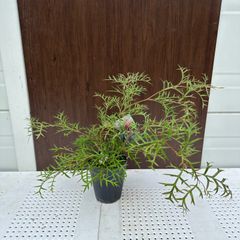 【現品】 ④ グレビレア ブロンズランバー 5号 オージープランツ ③