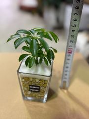 ゼオライト　シェフレラ　ガラス鉢　可愛い　ミニ観葉　インテリアグリーン