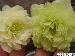 2024年最新】植物 苗 通販の人気アイテム - メルカリ