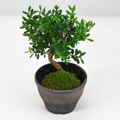 ハマヒサカキ 盆栽 観葉植物 鉢植え 小品 琉球盆栽 - メルカリ