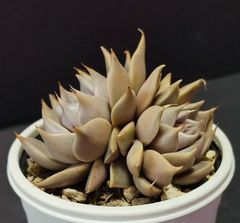 エケベリア 原種 トバレンシス トバー　その5 双頭 ケーレス実生苗  tobarensis ,Tobar  月曜or火曜日発送。