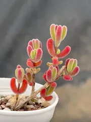 2025年最新】ドロサンテマム 種の人気アイテム - メルカリ