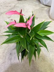 アンスリウム・リリィ　2.5号　ピンク　稀少　可愛い　観葉植物　インテリア　グリーン