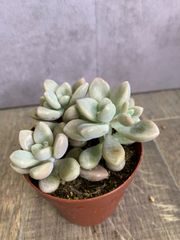 だるまシュウレイ　多肉　多肉植物　グラプトペタルム
