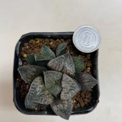 多肉植物　ハオルチア　唐草コンプト　抜き苗　根付き
