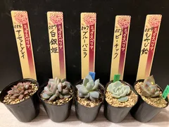 ミックスベリア おらいさん苗 mini苗 5点セット 札なし 抜き苗