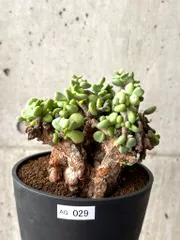 2025年最新】ケラリア ピグマエアの人気アイテム - メルカリ