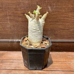 【葉っぱ増殖中】⑥ アデニウム D.H.A  獅子葉 2.5号 現品 塊根植物 コーデックス 美株 Mサイズ